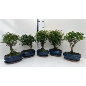 Bonsai mix, indoor, 19cm., broom, with drip tray