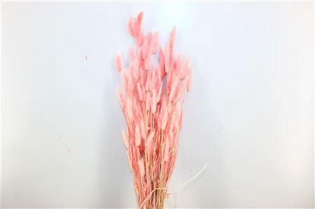 <h4>Dried Lagurus Nude Pink Bunch</h4>