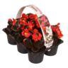<h4>6 pack do bl rood</h4>