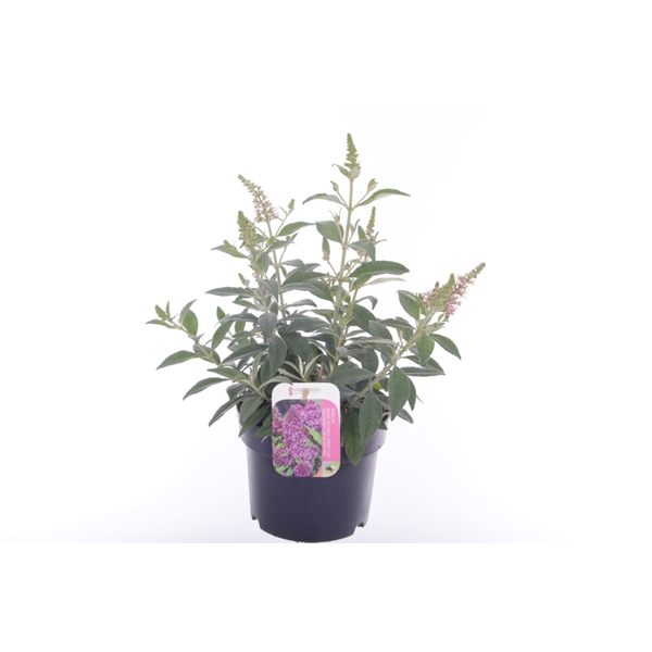 <h4>Buddleja Butterfly Candy Little Cerise</h4>
