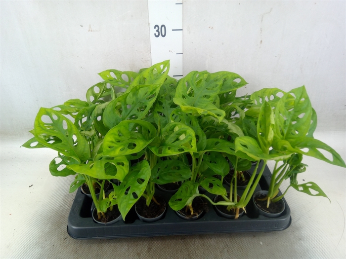 <h4>Monstera obliqua 'Monkey Mask'</h4>