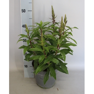 vaste planten 19 cm  Isoplexis Bella