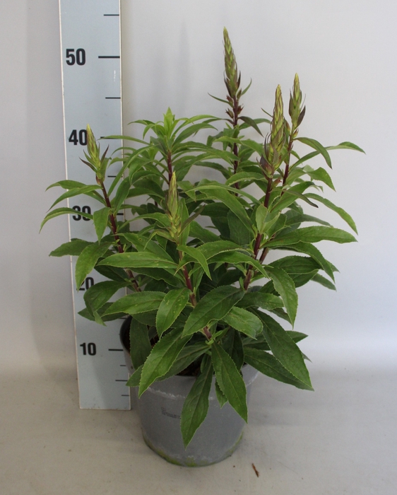<h4>vaste planten 19 cm  Isoplexis Bella</h4>