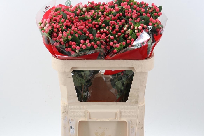 <h4>Hyp Sweet Rom Spray</h4>