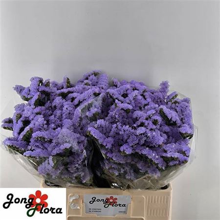 <h4>Lim S Sky Wings</h4>