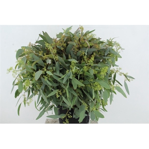 Euc Populus Berry 300gr