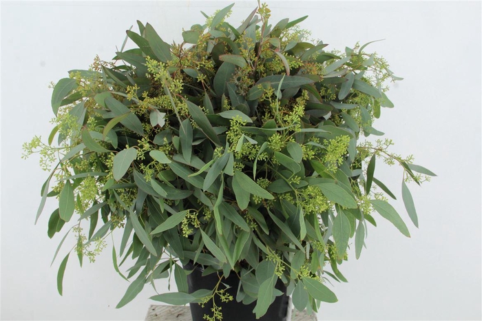 <h4>Euc Populus Berry 300gr</h4>