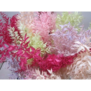 Ruscus A Gebleekt Mix