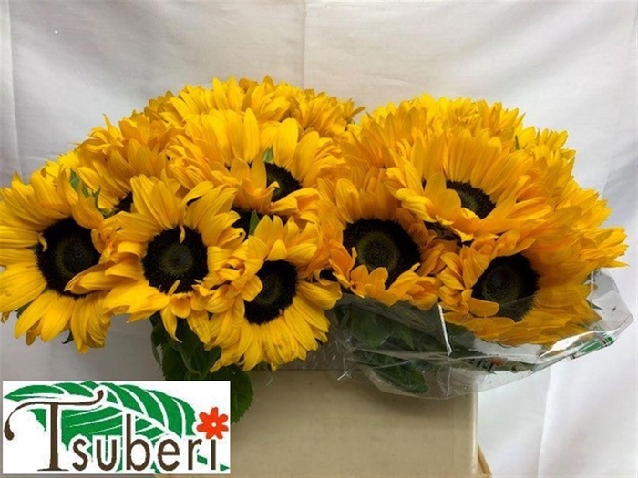 <h4>HELI ORANGE FIRE</h4>