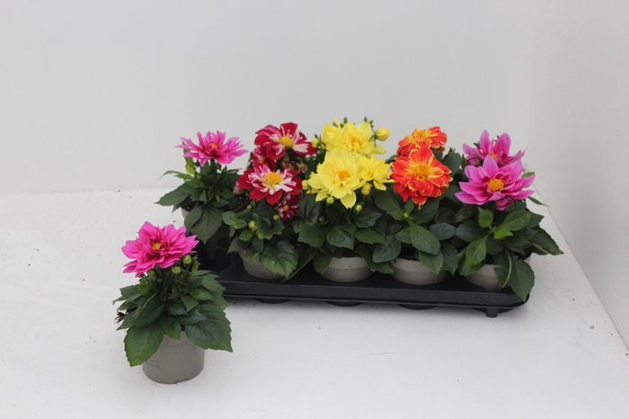 <h4>DAHL L ME GEM</h4>