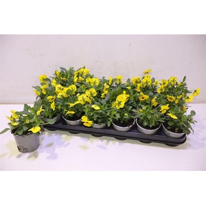 Vio Co Tw Yellow+eye