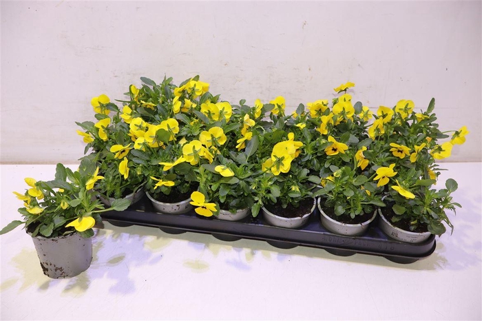 <h4>Vio Co Tw Yellow+eye</h4>