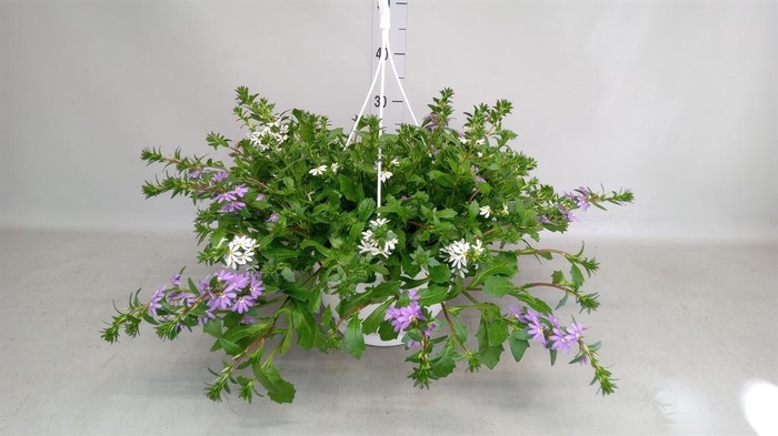 <h4>Scaevola aemula</h4>