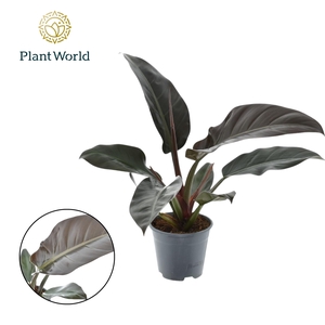 Philodendron Imperial Red