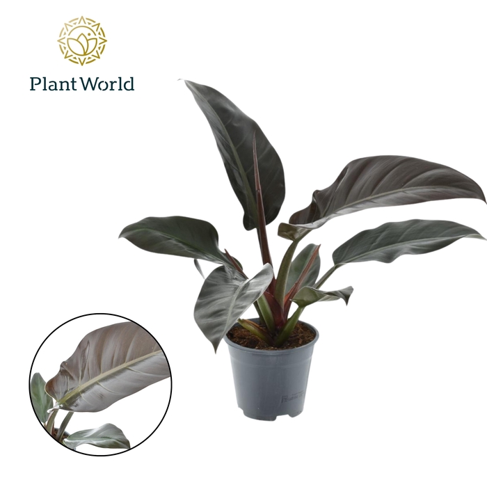 <h4>Philodendron Imperial Red</h4>