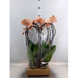Phalaenopsis  'Elegant Cascade'