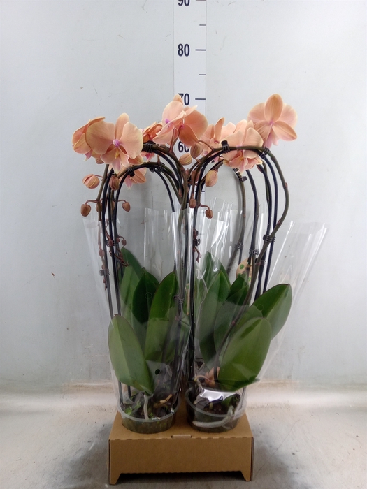 <h4>Phalaenopsis  'Elegant Cascade'</h4>