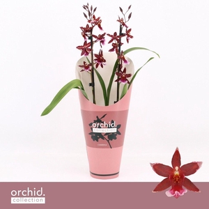 Barrocco Red, 2-spike 'Orchid Collection' Potcover