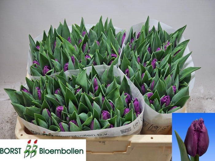 <h4>TU FR SAN LUIZ</h4>