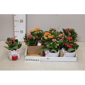 ARR KALANCHOE