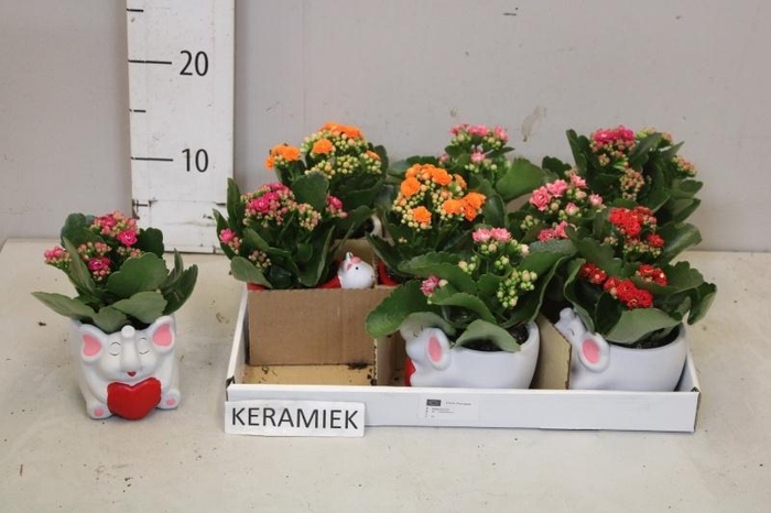 <h4>ARR KALANCHOE</h4>