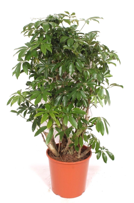 <h4>Schefflera Compacta</h4>