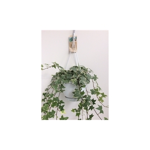 Hedera helix witbont - hangpot wit / basic