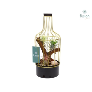 Metalen fles zwart kleinTillandsia Air Plants