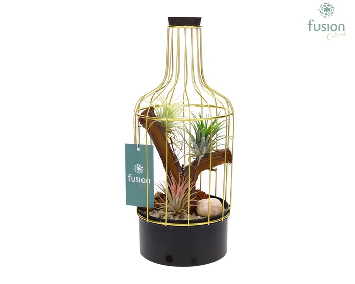 <h4>Metalen fles zwart kleinTillandsia Air Plants</h4>
