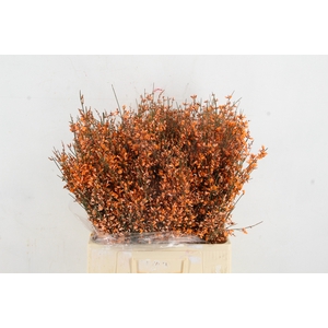 GINSTER ORANGE 400GR