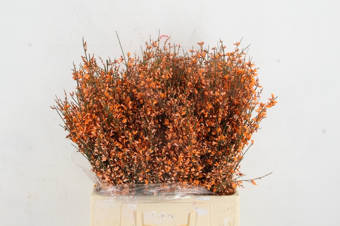 <h4>GINSTER ORANGE 400GR</h4>