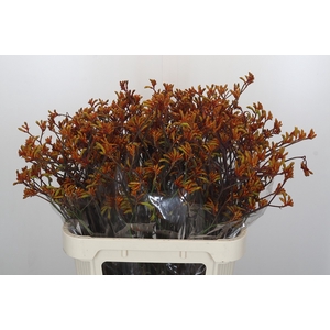 Anigozanthos Bush Sunset