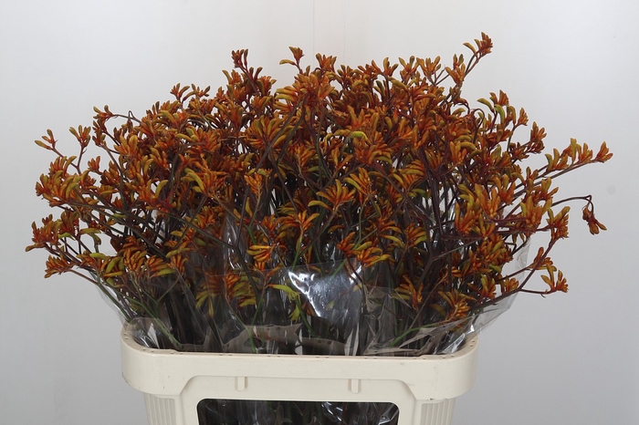 Anigozanthos Bush Sunset