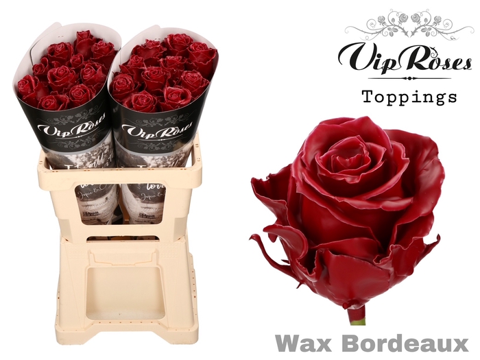 R GR WAX BORDEAUX (60 cm)