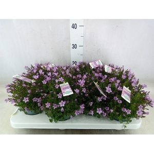 Campanula  'Ambella Pink'