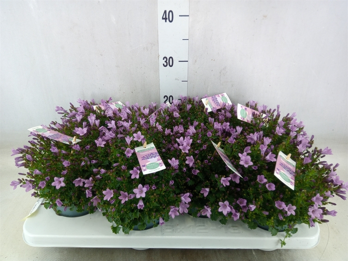 <h4>Campanula  'Ambella Pink'</h4>