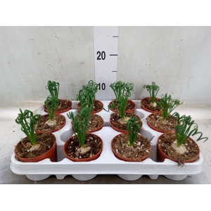 Albuca spiralis 'Frizzle Sizzle'