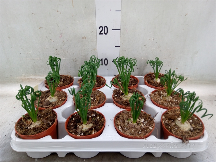 <h4>Albuca spiralis 'Frizzle Sizzle'</h4>