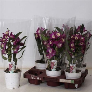 Dend Nobile 1-2 Branches