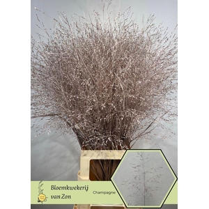 SIERGR OV KLB CHAMPAGNE H%