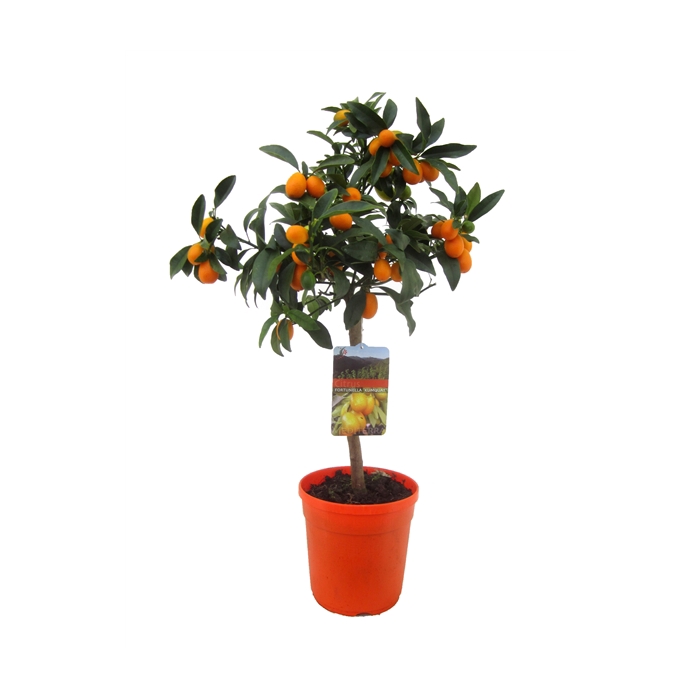 <h4>Citrus kumquat</h4>