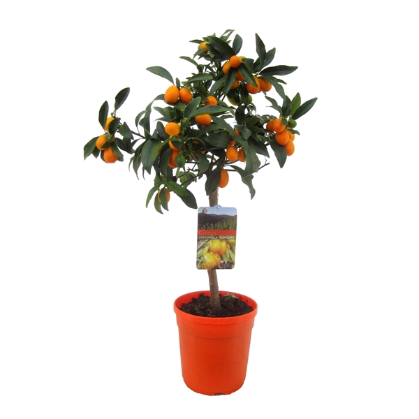 <h4>Citrus kumquat</h4>
