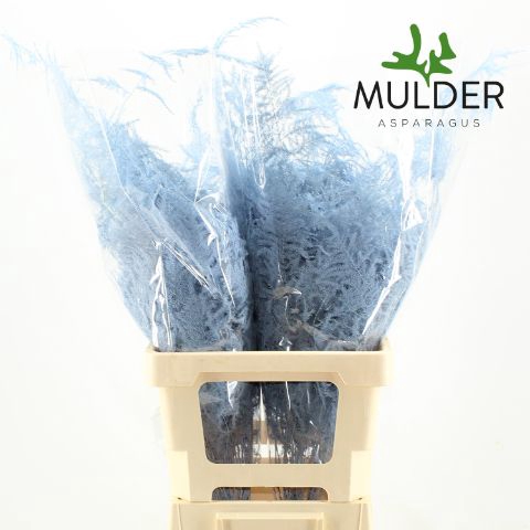 <h4>Snijgroen Light Blue Extra Veren</h4>