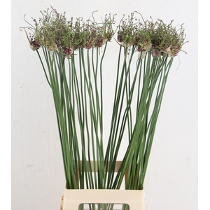 ALLIUM ART
