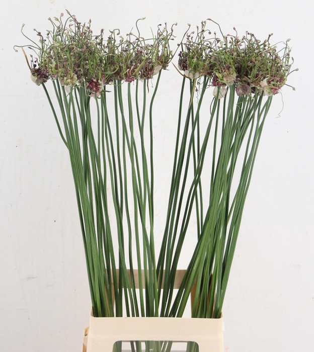 <h4>ALLIUM ART</h4>