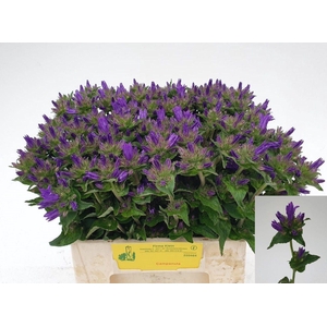 CAMPANULA GLOMERATA 'SISKA'