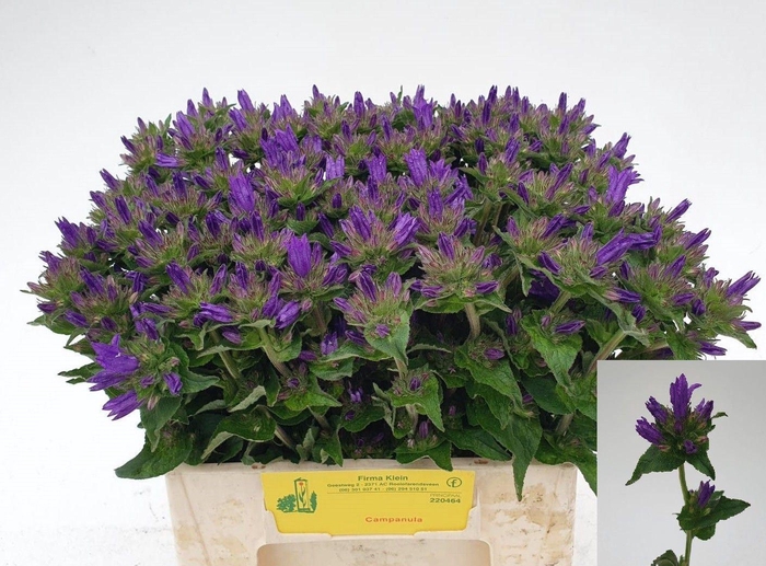 <h4>CAMPANULA GLOMERATA 'SISKA'</h4>