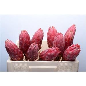 Protea Cynaroides Madiba No Leaves