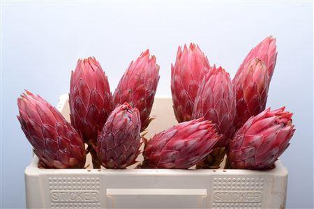 <h4>Protea Cynaroides Madiba No Leaves</h4>