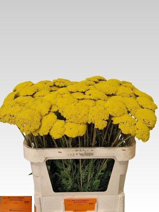 <h4>ACHIL F PARK VARIETY</h4>